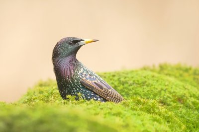 Spreeuw (Common Starling)