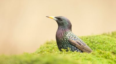 Spreeuw (Common Starling)