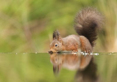 Eekhoorn (Red Squirrel)