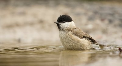 Glanskop (Marsh Tit)