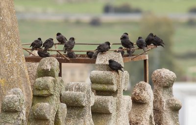 Zwarte Spreeuwen (Spotless Starlings)