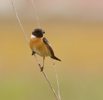 Roodborsttapuit (Eurasian Stonechat)