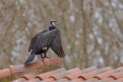 Aalscholver (Great Cormorant)