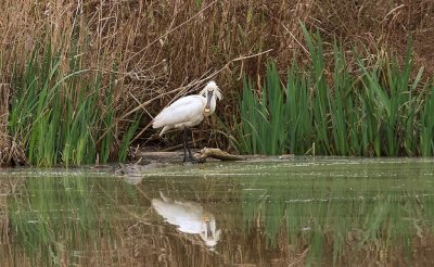 Lepelaar (Eurasian Spoonbill)