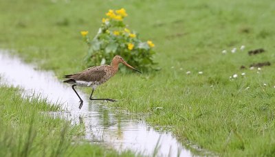 Grutto (Black-tailed Godwit)