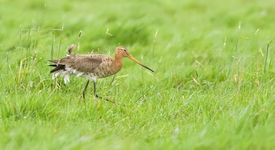 Grutto (Black-tailed Godwit)