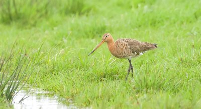 Grutto (Black-tailed Godwit)