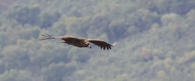 Monniksgier (Cinereous Vulture)