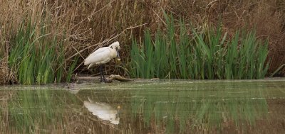 Lepelaar (Eurasian Spoonbill)