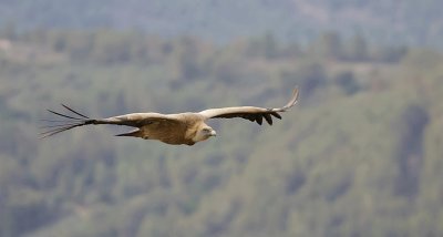 Vale Gier (Griffon Vulture)