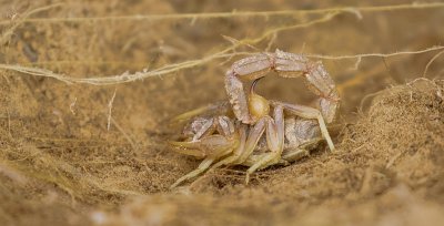 Schorpioen (Scorpion)