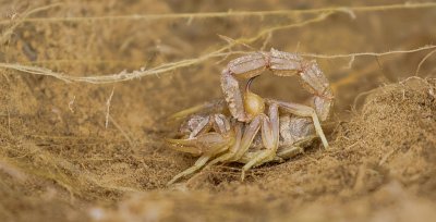 Spinnen (Spiders)