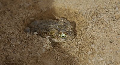 Rugstreeppad (Natterjack toad)