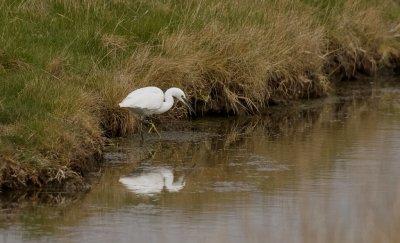 Kleine Zilverreiger (Little Egret)