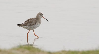 Zwarte Ruiter (Spotted Redshank)