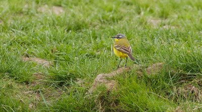 Gele Kwikstaart (Yellow Wagtail)