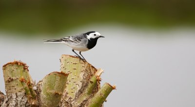 Witte Kwikstaart (White Wagtail) 