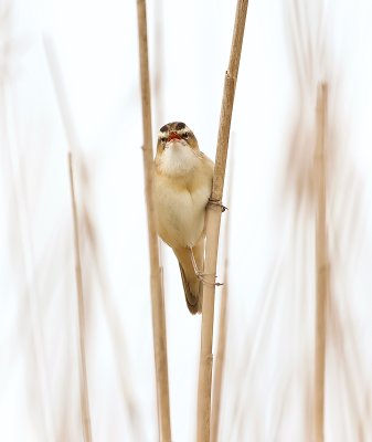 Rietzanger (Sedge Warbler) 