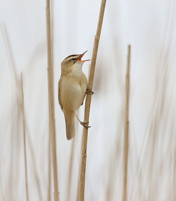 Rietzanger (Sedge Warbler) 