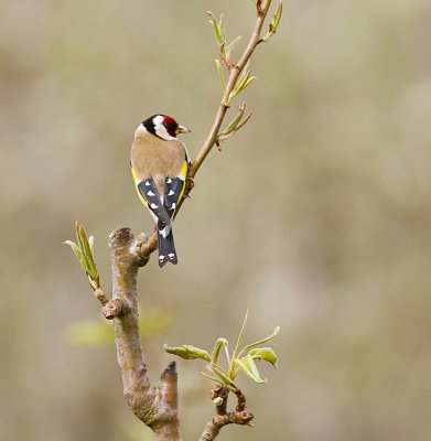 Putter (European Goldfinch)