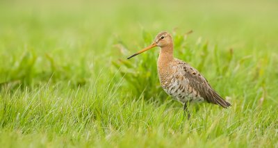 Grutto (Black-tailed Godwit)