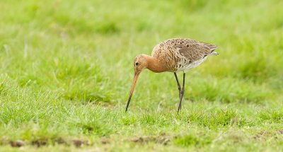 Grutto (Black-tailed Godwit)