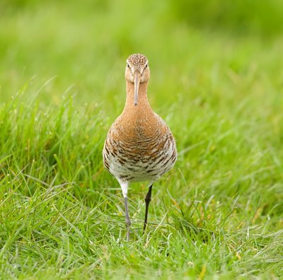 Grutto (Black-tailed Godwit)