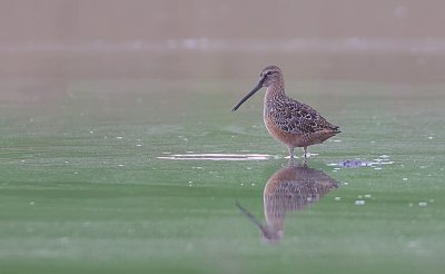 Grote Grijze Snip (Long-billed Dowitcher)