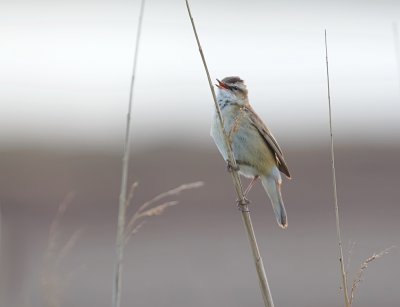 Rietzanger (Sedge Warbler)