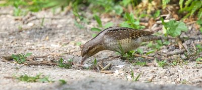 Draaihals (Eurasian Wryneck)