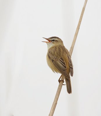 Rietzanger (Sedge Warbler)