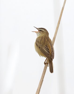 Rietzanger (Sedge Warbler)