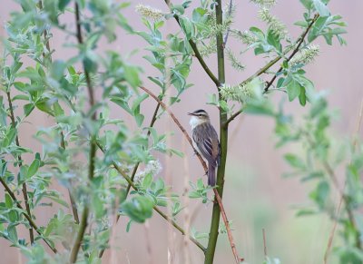 Rietzanger (Sedge Warbler)