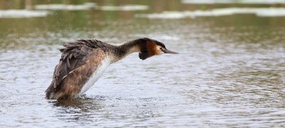 Fuut (Great Crested Grebe)