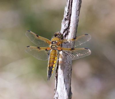 Viervlek  (Libellula quadrimaculata) - Four-spotted chaser
