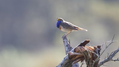 Blauwborst (Bluethroat)