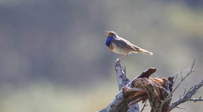 Blauwborst (Bluethroat)