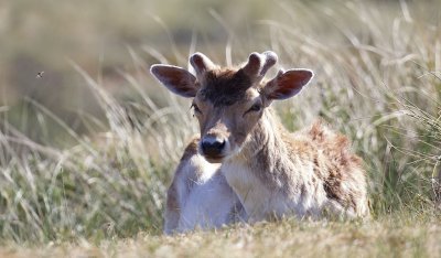 Damhert (Fallow Deer)