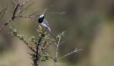 Witte Kwikstaart (White Wagtail)