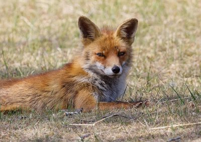 Vos (Red Fox)