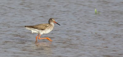 Tureluur (Common Redshank)