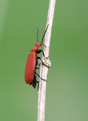 Roodkopvuurkever (Pyrochroa serraticornis) 