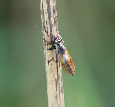 Bruinvleugelroofvlieg (Pamponerus germanicus) - Pied-winged Robberfly