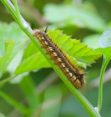 Rups van een Rietvink (Euthrix potatoria) - Caterpillar of a Drinker