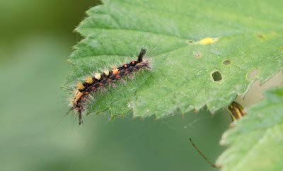 Rups van de Witvlakvlinder (Caterpillar of a Rusty Tussock Moth)