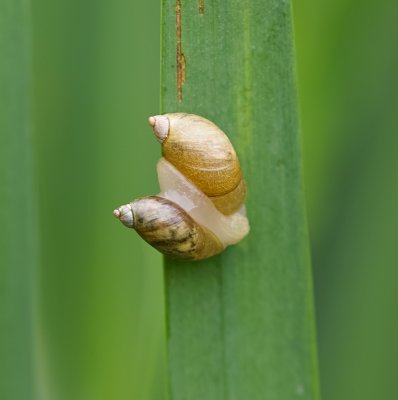Slakken (Snails)