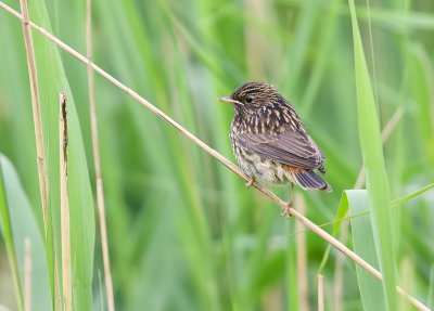 Blauwborst (Bluethroat)