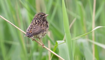 Blauwborst (Bluethroat)