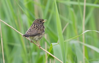 Blauwborst (Bluethroat)