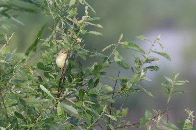 Spotvogel (Icterine Warbler)
